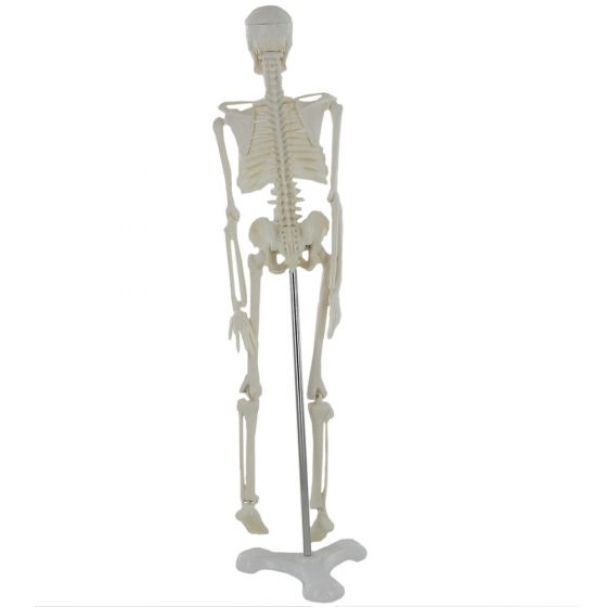 Mini Scheletro Anatomico Umano 45cm Mediprem A 32 03