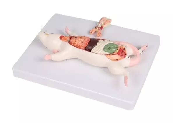 Modello di dissezione anatomica del ratto