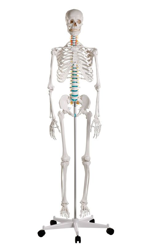 Scheletro Umano Anatomico, in Tre Posizioni Illustrazione