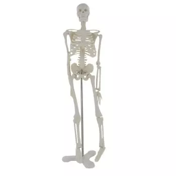 Modello scheletro umano - A grandezza naturale
