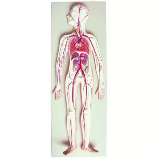 Modello anatomico d'apparato circolatorio Mediprem